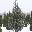 Можжевельник скальный Juniperus scopulorum 'Skyrocket'